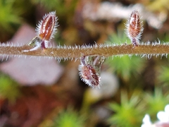Myosotis australis