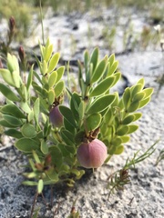 Roepera sessilifolia