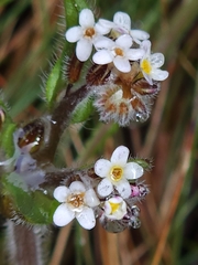 Myosotis australis
