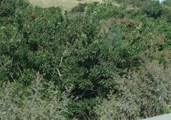 Searsia chirindensis