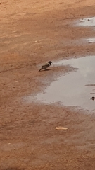 Spermestes cucullata scutata