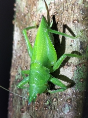 Emeraldagraecia