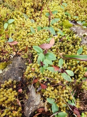 Chiloglottis grammata
