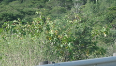 Solanum chrysotrichum