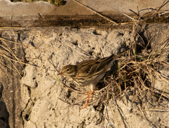 Anthus pratensis