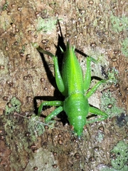Emeraldagraecia