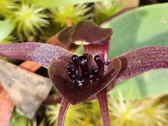 Chiloglottis grammata