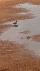 Spermestes cucullata scutata