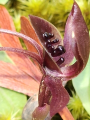 Chiloglottis grammata