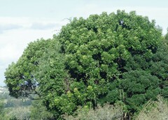 Harpephyllum caffrum