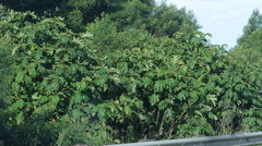 Solanum chrysotrichum