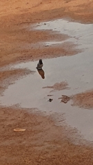 Spermestes cucullata scutata