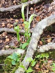 Pterostylis scabrida