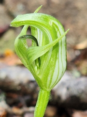 Pterostylis scabrida