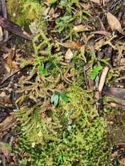 Austrolycopodium fastigiatum