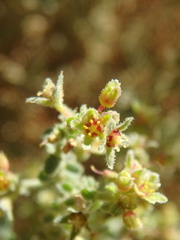 Paronychieae