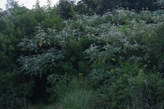 Cestrum laevigatum