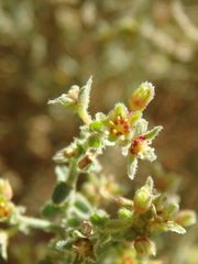 Paronychieae