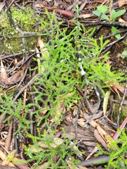Austrolycopodium fastigiatum
