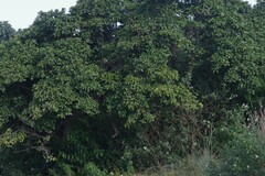 Ficus sur
