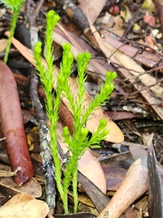Austrolycopodium fastigiatum