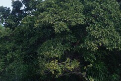 Ficus sur