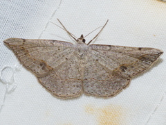 Taxeotis perlinearia
