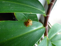 Aspidimorpha sanctaecrucis