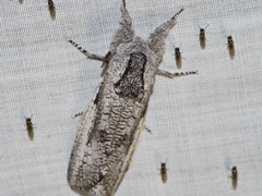 Endoxyla secta