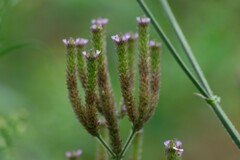 Verbena incompta