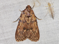 Mimaglossa nauplialis