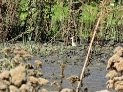Calidris subruficollis