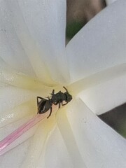 Polyrhachis hookeri