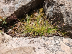 Agrostis venusta