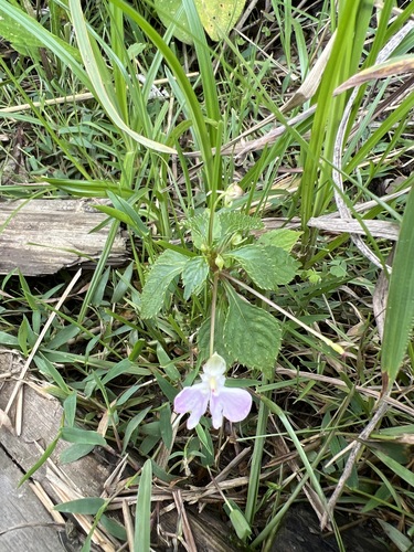 Impatiens hochstetteri image