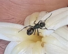 Polyrhachis hookeri