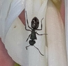 Polyrhachis hookeri