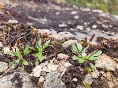 Plantago tasmanica