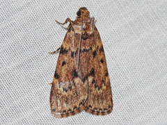 Mimaglossa nauplialis