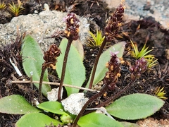 Plantago tasmanica