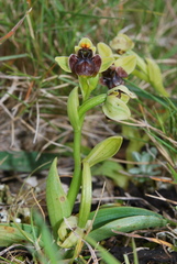 Ophrys bombyliflora