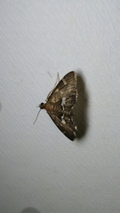 Hymeniini