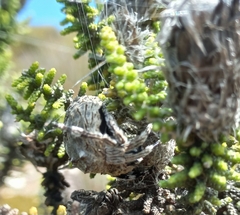 Caerostris sexcuspidata