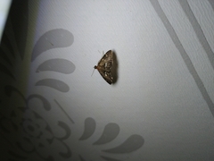 Hymeniini