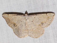Taxeotis perlinearia