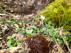 Ourisia integrifolia