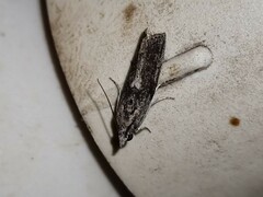 Sciota melanostyla