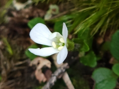 Ourisia integrifolia