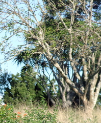 Aloidendron barberae