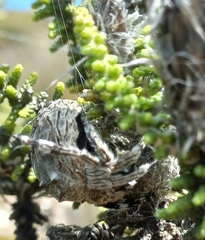 Caerostris sexcuspidata
